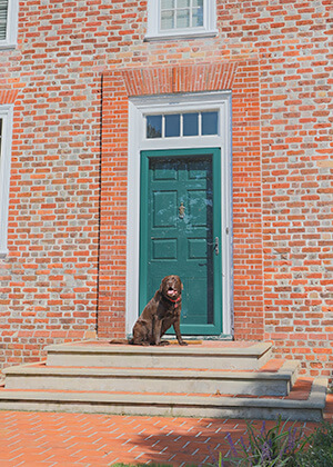 a brown dog sits on the front steps of the vaux hall manor house